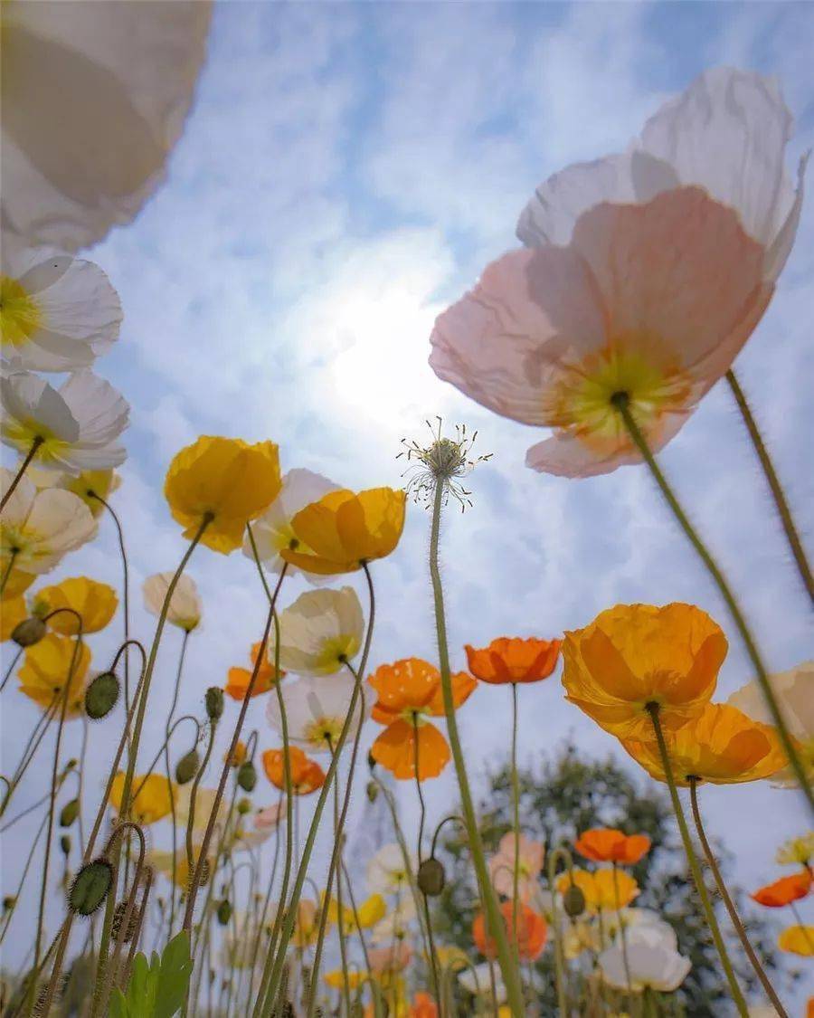 当鲜花遇到阳光整个人都浪漫起来