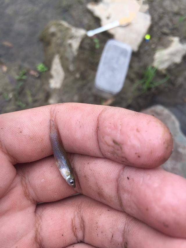 最小的鱼 真实图片