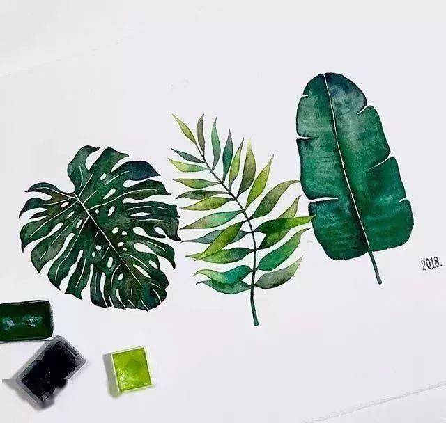 不会画水彩植物?临摹这一套小清新水彩作品就够了,适合初学者