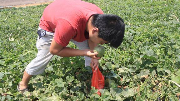 小时候经常去地里偷瓜吃如今满地是瓜却无人再去偷