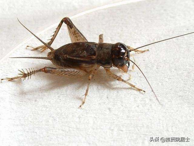 114诗经唐风蟋蟀借小虫抒怀士大夫自勉激励的肺腑之言