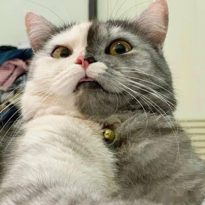阴阳脸猫!半灰半白的小肉脸超萌,喵果然怎样都可爱