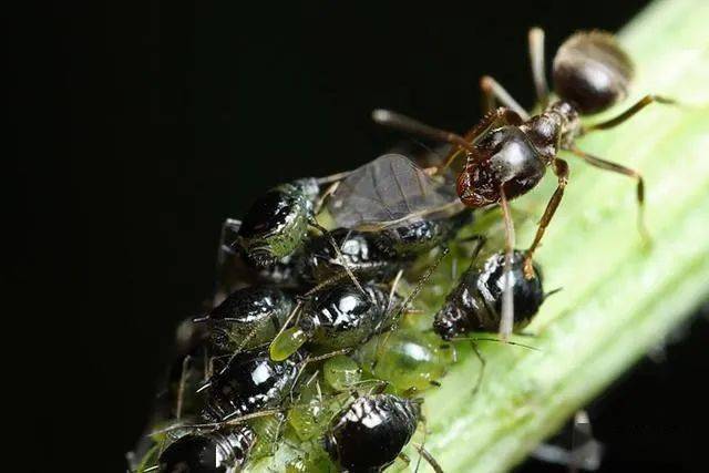 蚂蚁和蚜虫之间的共生关系