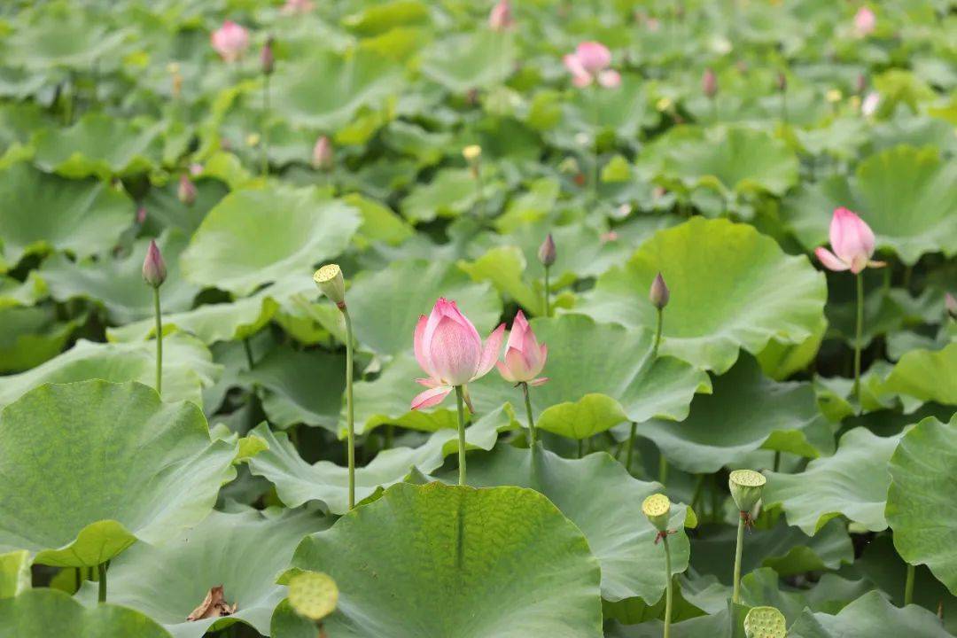 六月荷花开!没来这些地方赏过荷,别说见过玉环的夏天!