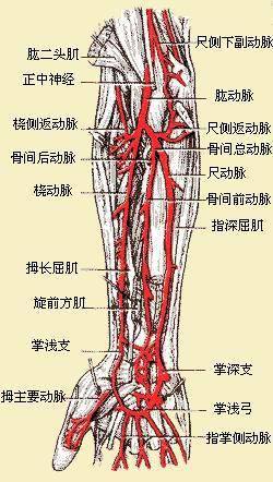 手臂解剖图血管解剖图片