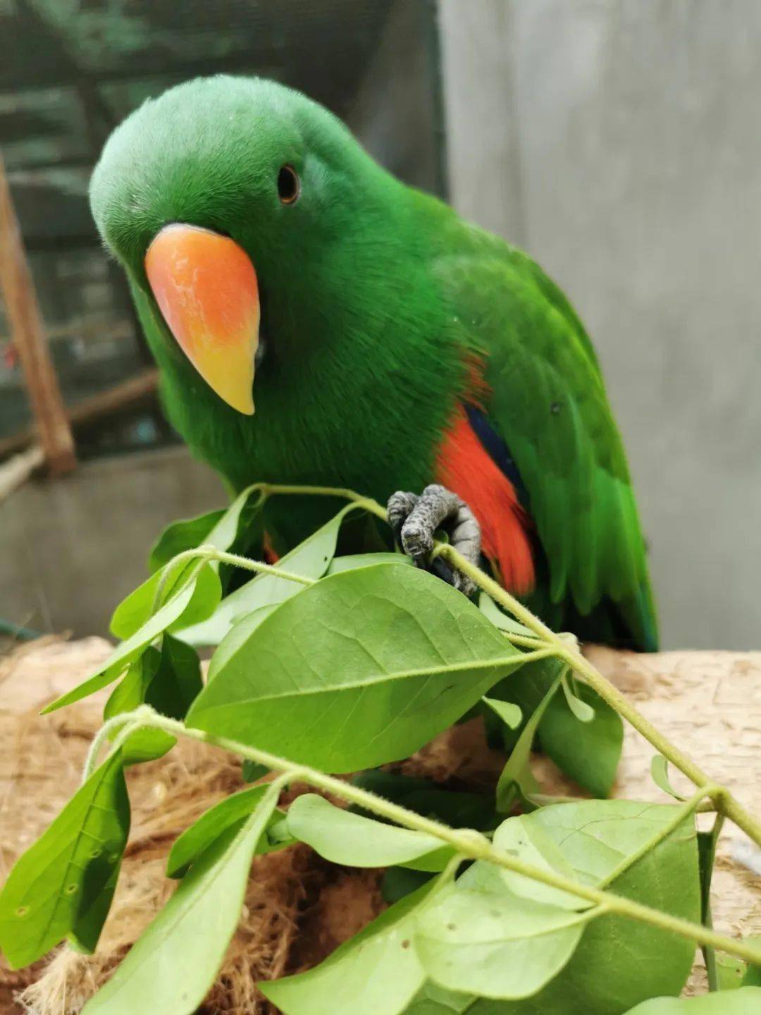 成都动物园的"恩恩儿"馆到底开馆没嘛?_鹦鹉