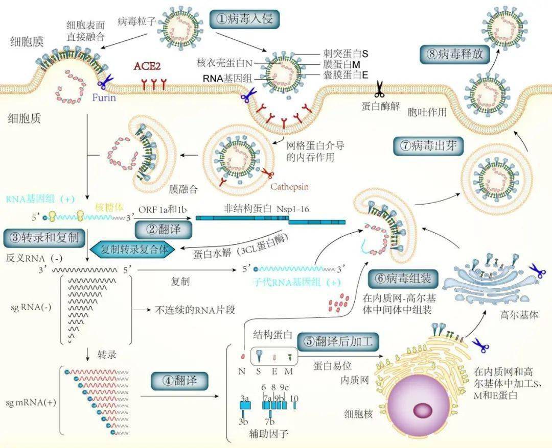 病毒的增殖过程图解图片