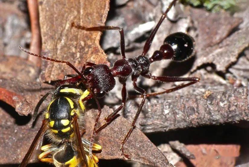 原创敢猎杀大黄蜂一种蚂蚁,且在大黄蜂飞翔时,犬蚁弹跳到其背上刺落