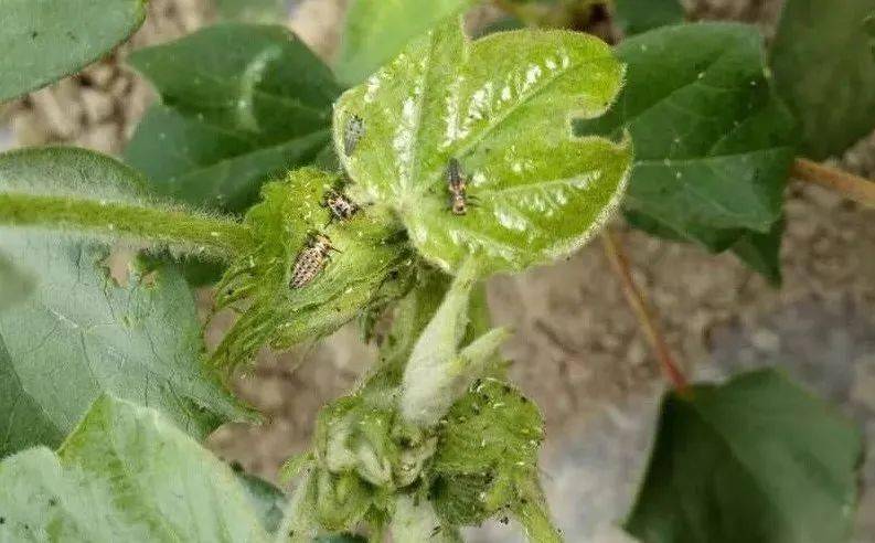 棉田周边田埂和林带下种植苜蓿等作物,培育和涵养天敌,增强天敌对棉蚜