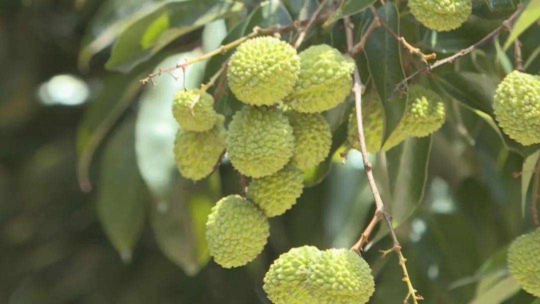 公庄迟熟荔枝预计月底上市带你先睹为快