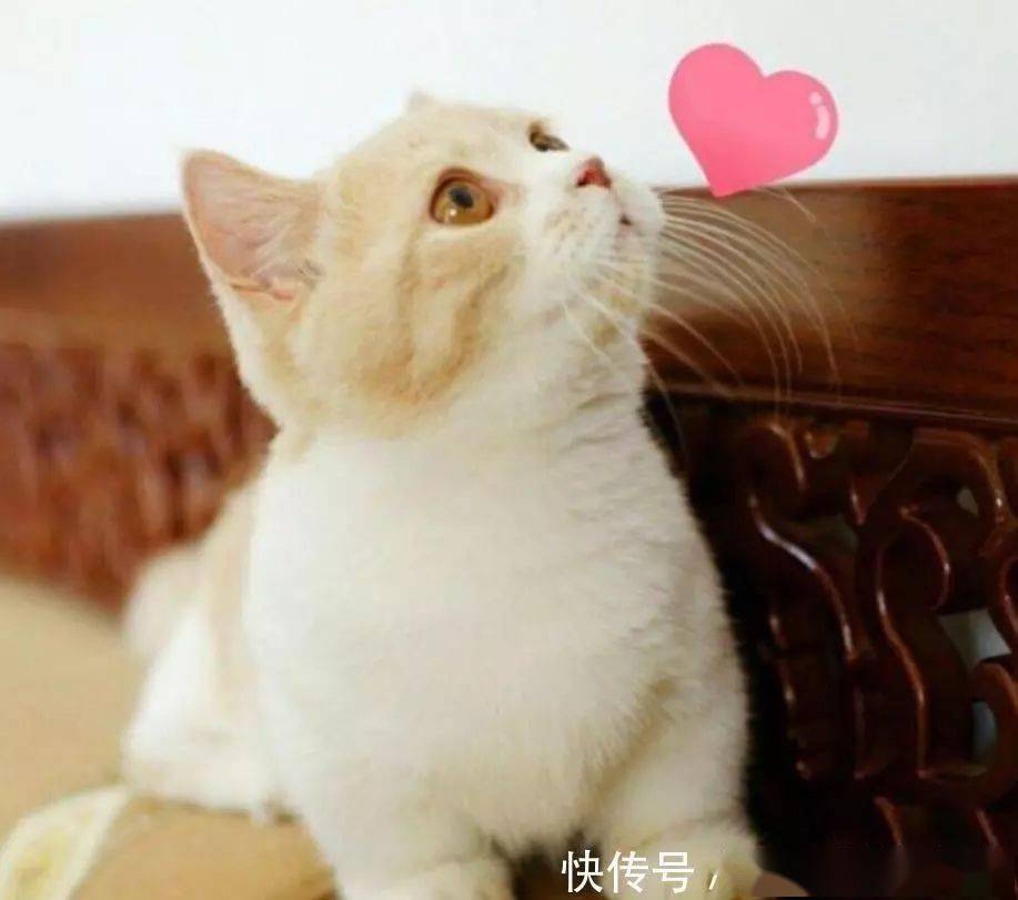 曼康基矮脚猫新手铲屎官不错的选择