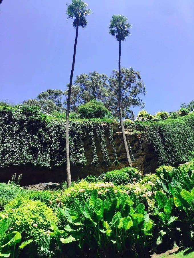 以及建造在深坑里的这座巨大的露天花园出现在眼前的是一个深坑它隐秘