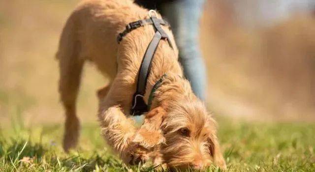 气味怪癖狗狗都喜欢闻什么味道呢这4种让它不能自拔