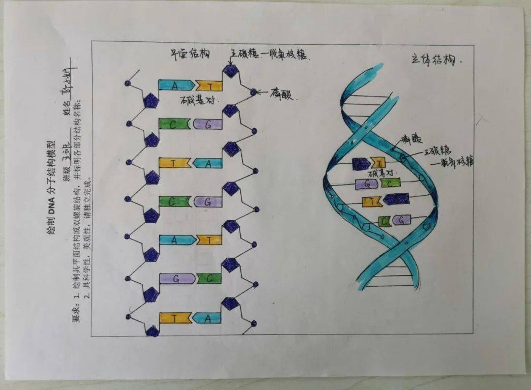 人类基因组草图图片