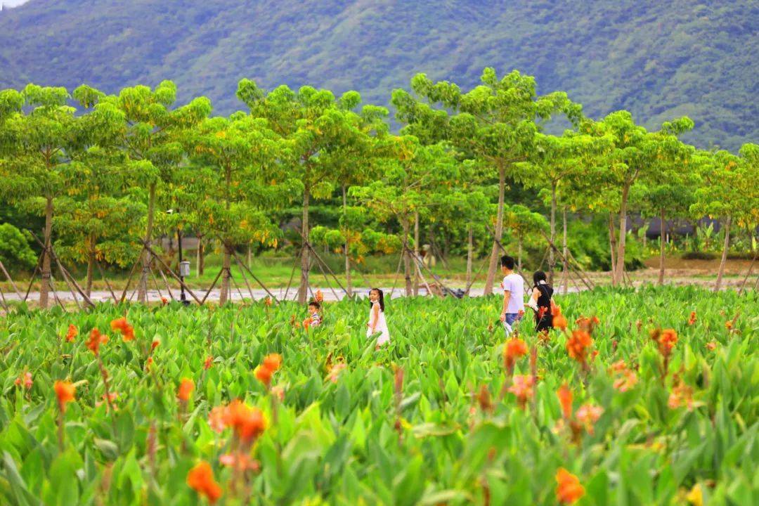 三亞水稻國家公園成海南人周邊遊自駕遊熱門打卡地