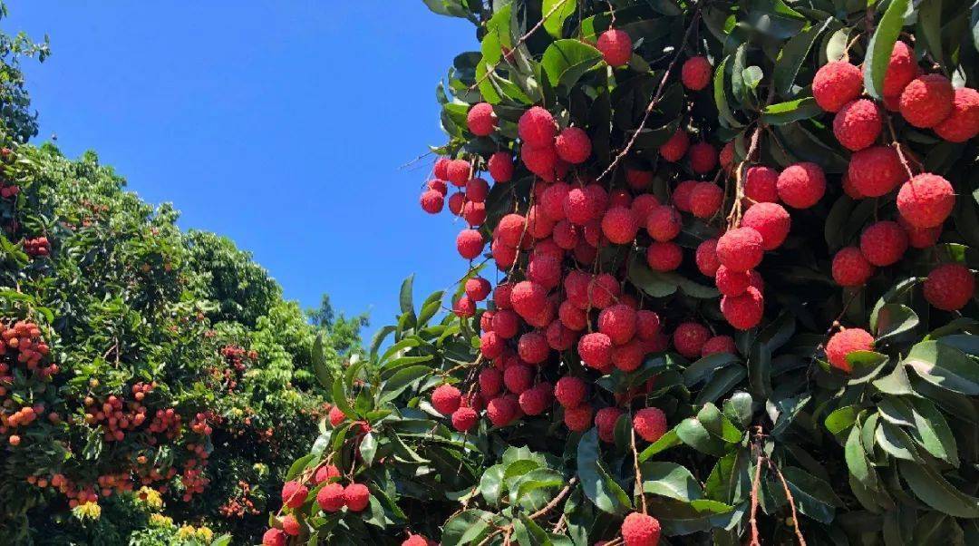 活动报名丨6月20日东莞市大岭山森林公园自然体验课——荔枝品鉴之旅