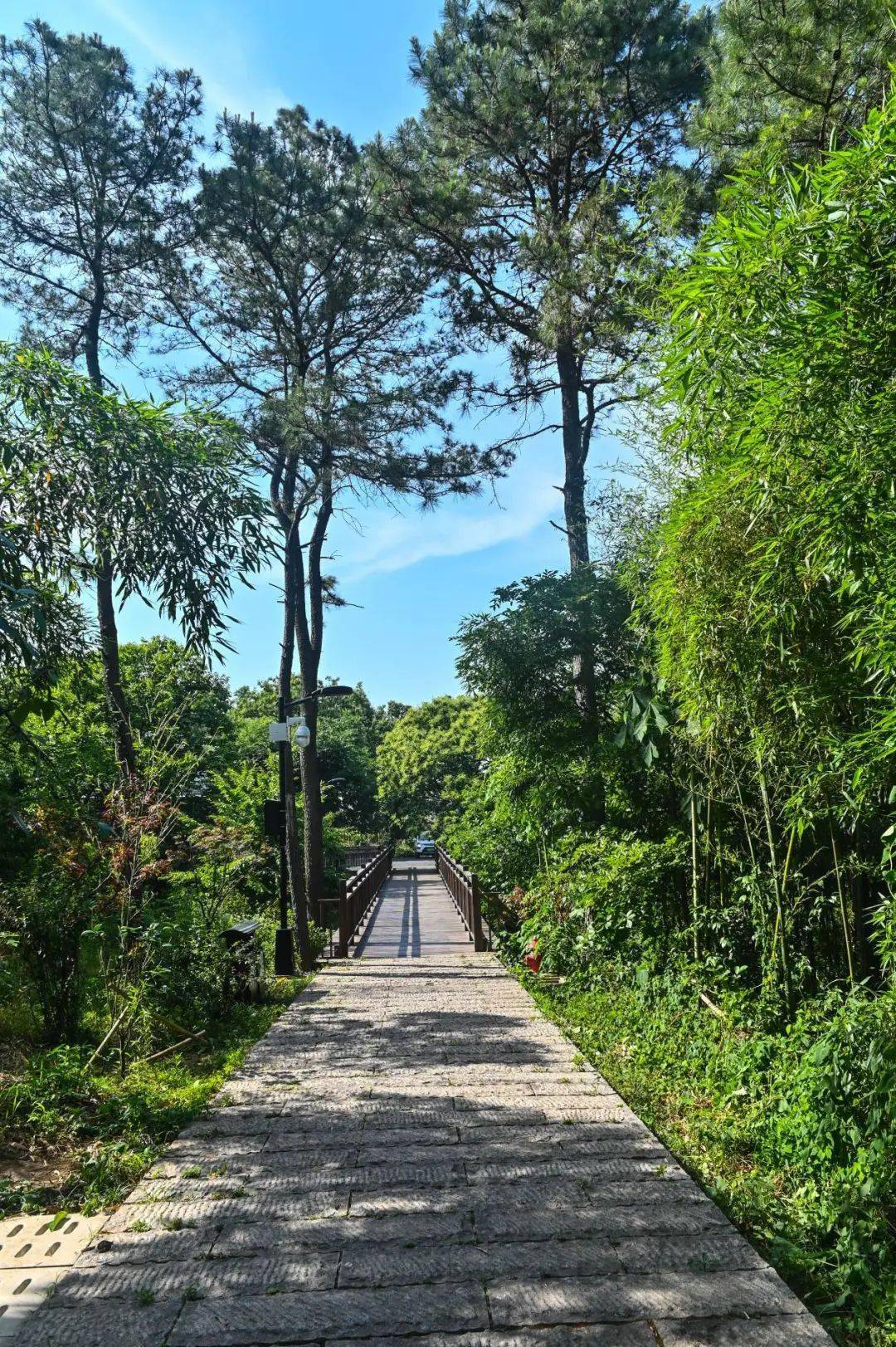 虞山索道黃河路林蔭道