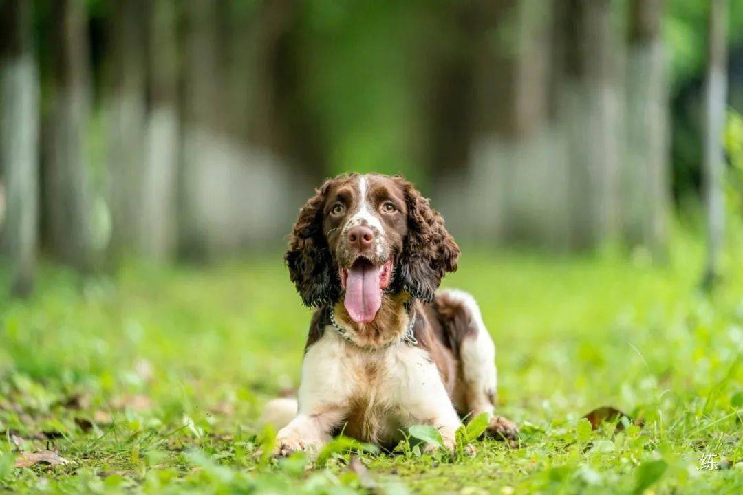 马犬,史宾格的高清美图