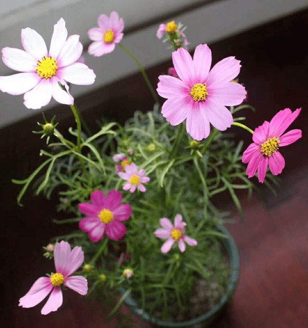 这个钩织的花盆这么大宁静致远所谓野草就是长错地方的花 ,狗尾巴草