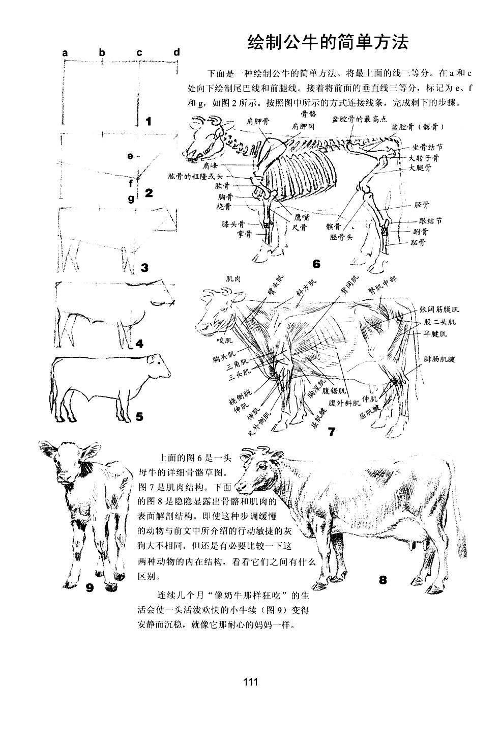 世界绘画经典教程：动物素描-搜狐大视野-搜狐新闻