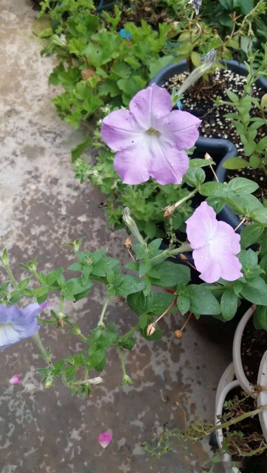 实际上,矮牵牛开花后的确是可以结种子的,不过它的