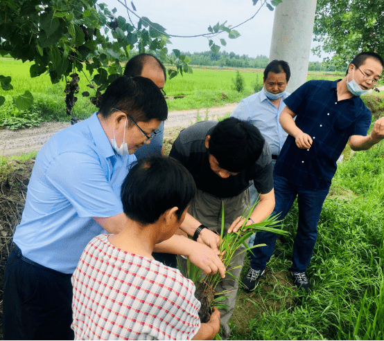 稻蛙共作千亩示范基地,武穴市优质稻生产基地,青贮玉米加工基地,浠水