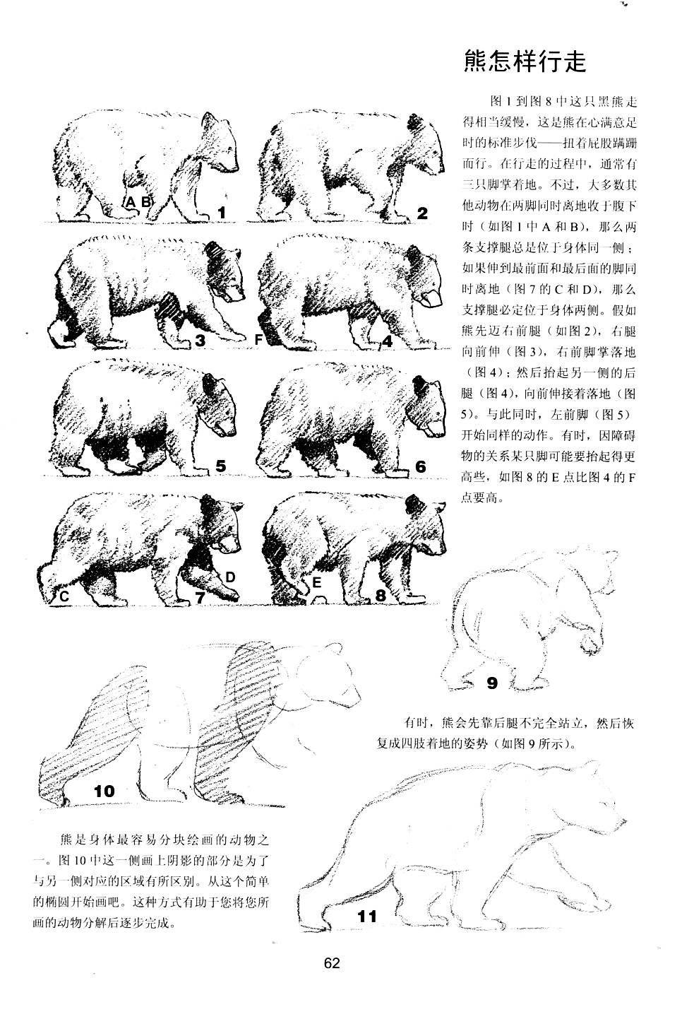 世界绘画经典教程：动物素描-搜狐大视野-搜狐新闻