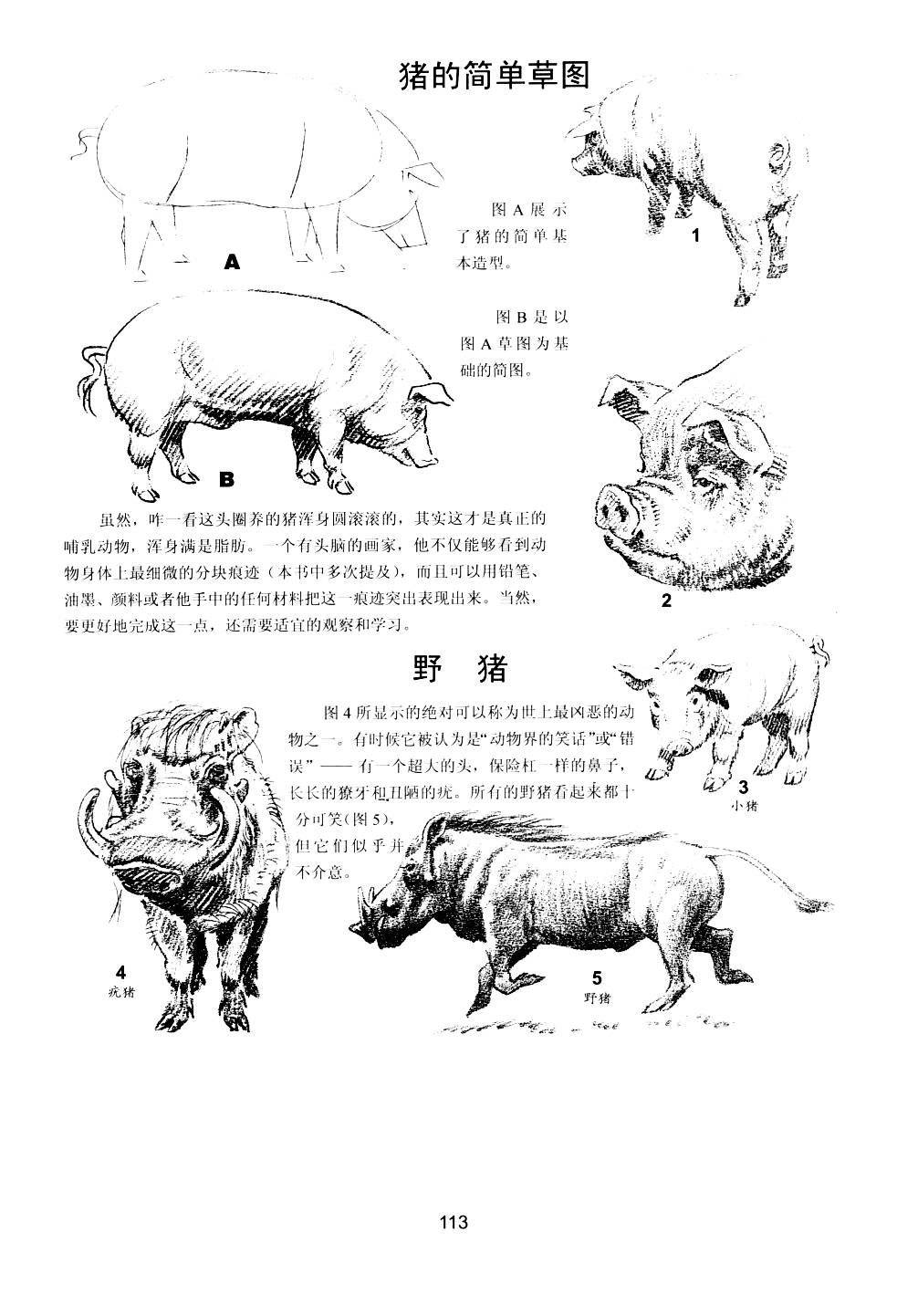 世界绘画经典教程：动物素描-搜狐大视野-搜狐新闻