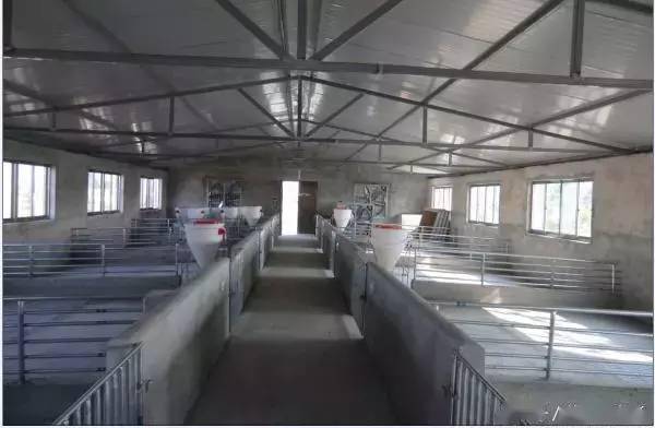 养猪赚钱有保障农村养猪新式猪舍实拍