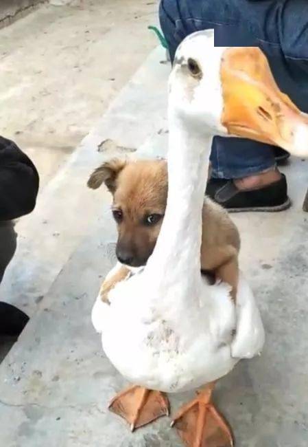 奶奶独自生活在乡下把狗送去陪伴网友收到视频差点笑晕