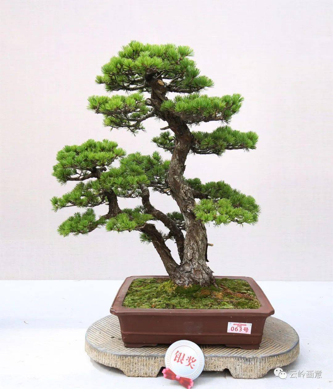 辉煌的记忆2019国际盆景协会bci中国地区委员会会员盆景精品展暨中国