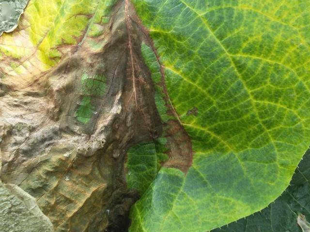 当心!猕猴桃灰霉病严重爆发,引发大量落果落叶