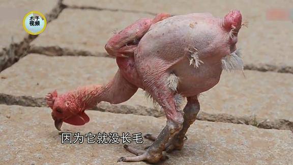 国外一种无毛鸡吃鸡毛都不用拔养鸡成本下降产蛋能力提升