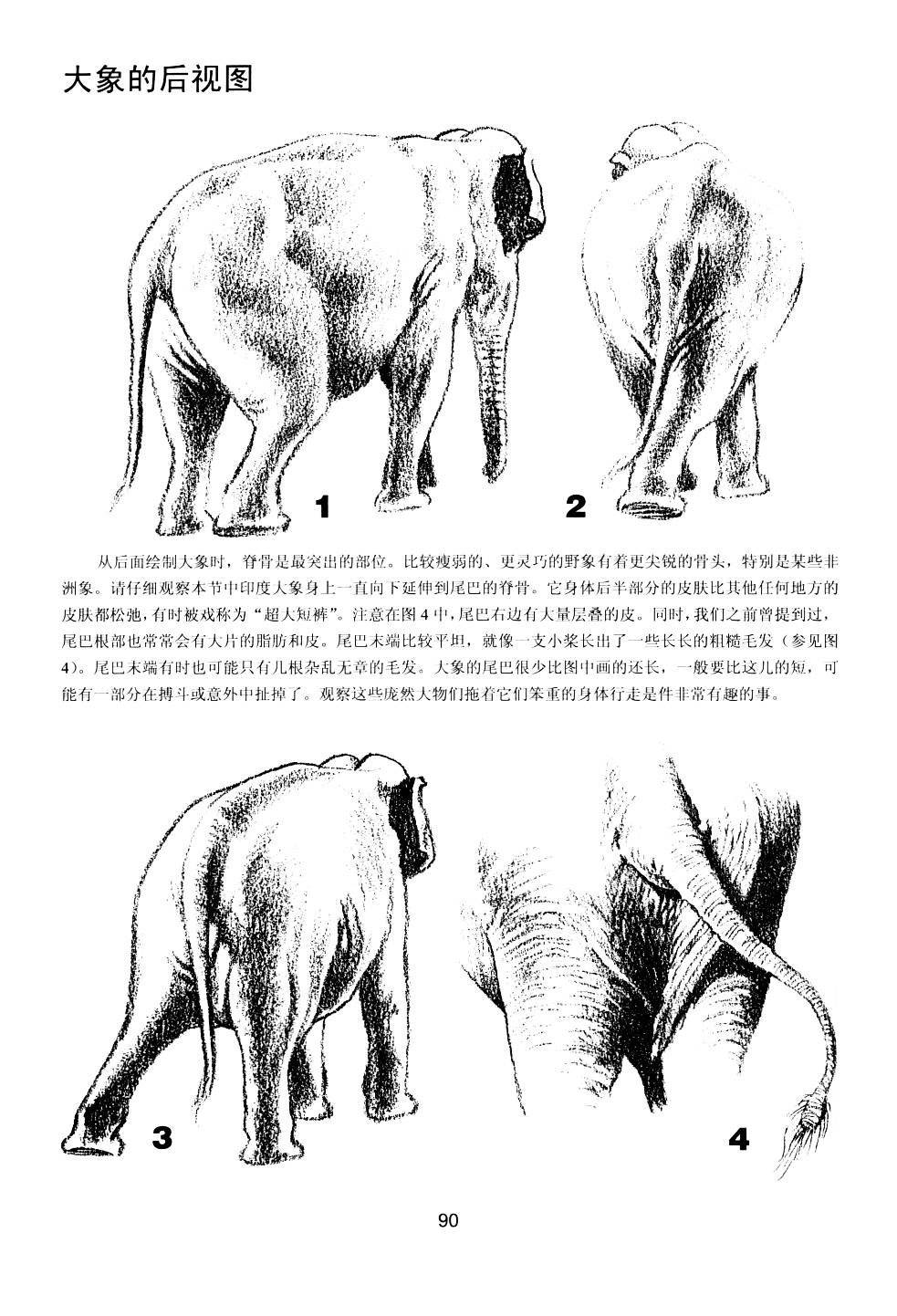 世界绘画经典教程：动物素描-搜狐大视野-搜狐新闻