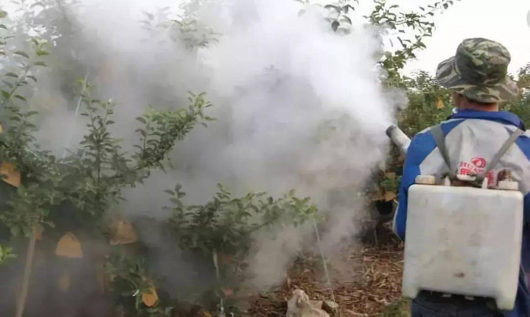 【果技】苹果树夏季农药四不喷!