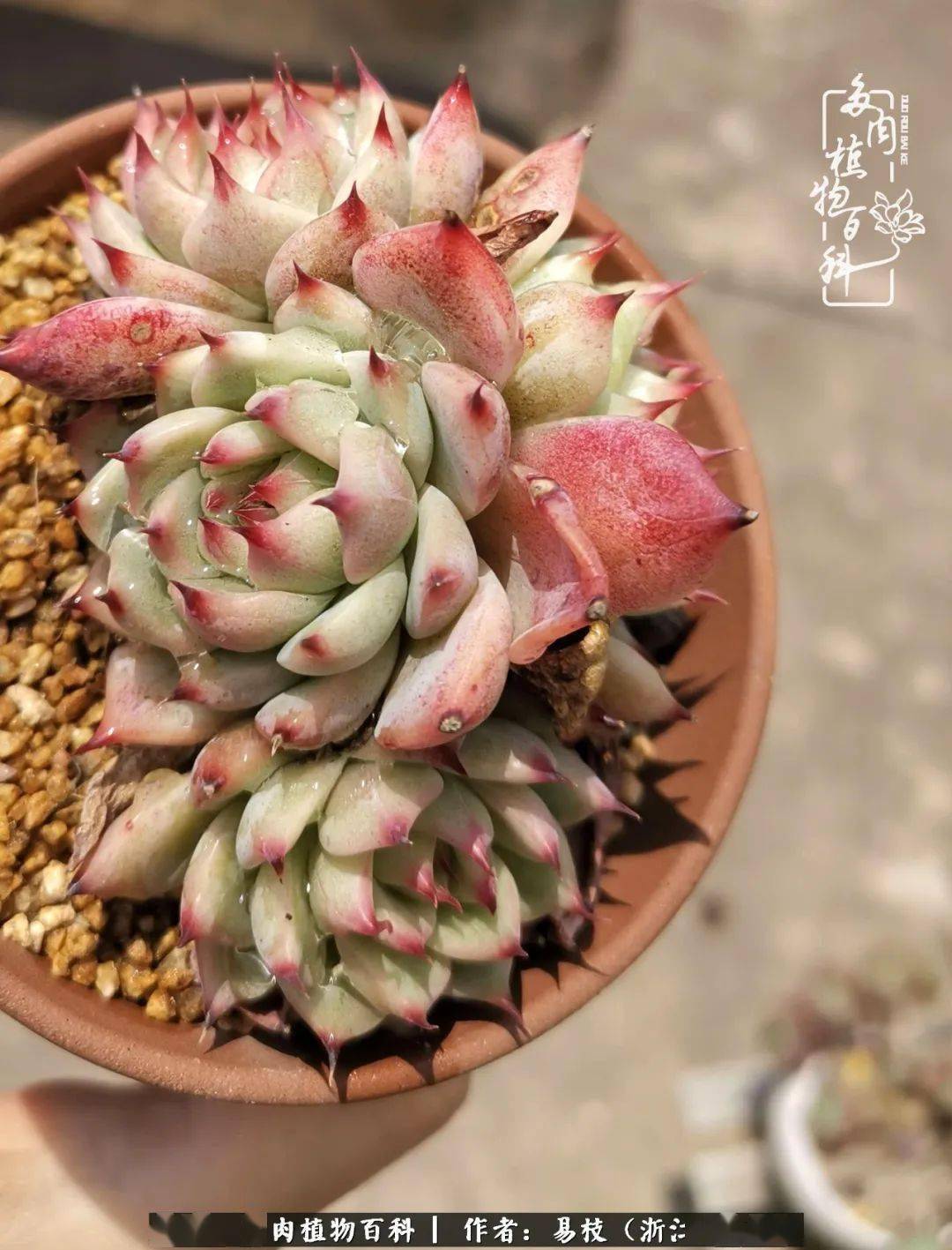 养多肉的人热情常在青春永恒恰似少年