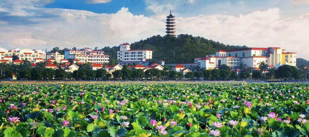 明天桥头镇荷花节开幕!