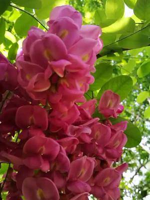 富贵树别名香花槐是珍稀的夏秋季蜜粉源兼具观赏花和荚果入药有清凉