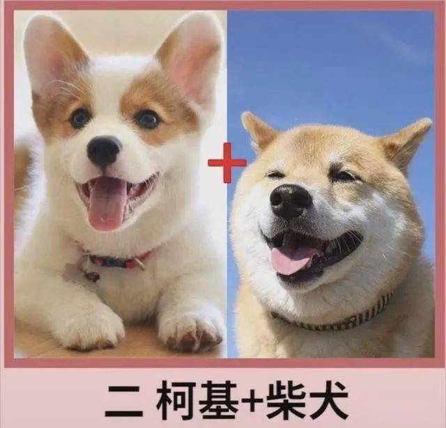 柴犬和柯基的区别图片