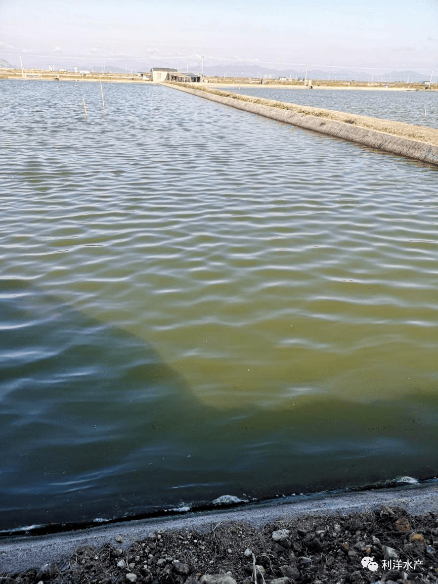 贝类专题长街贝类养殖模式和常见问题处理