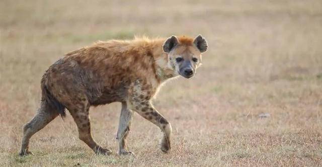 两百斤的藏獒,能不能打得过一百五十斤的鬣狗呢?_体重