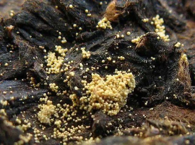 茶课| 三招让你辨识金花与黄曲霉