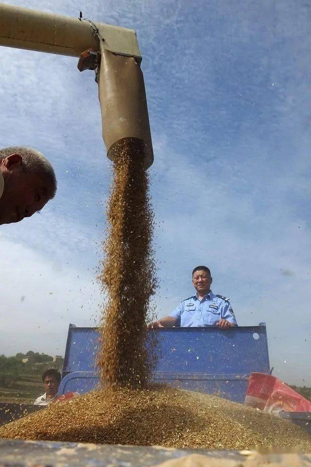 新绛黑小麦丰收了