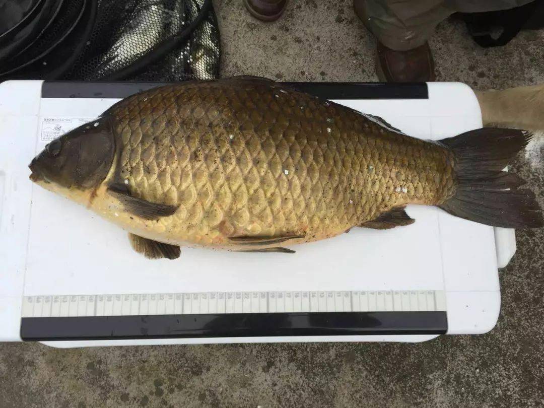 钓获这么大一条大鲫鱼一时半会儿还真有点舍不得吃它