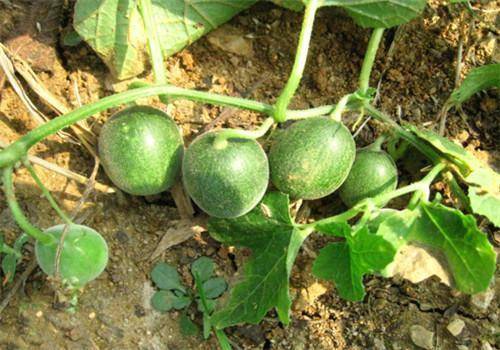 过去农田常见的屎瓜一直被当做害草为啥现在成了香饽饽