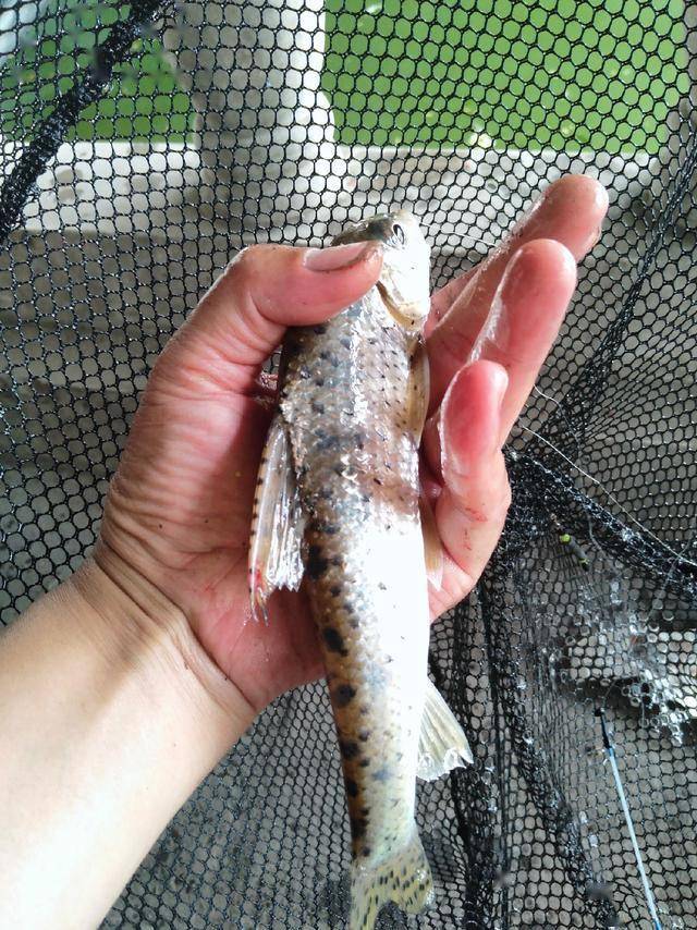 钓了那么多年鱼北方钓友从来没有见过这种鱼