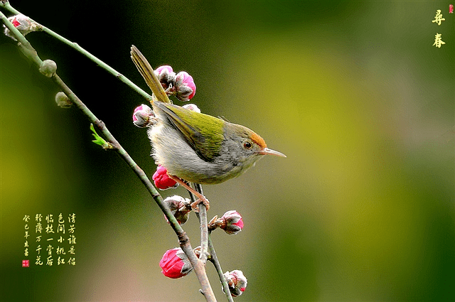 【如兰分享】天河闲客的花鸟摄影