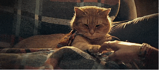 流浪猫鲍勃只是主人的摇钱树?猫咪的幸福可不由人类说了算