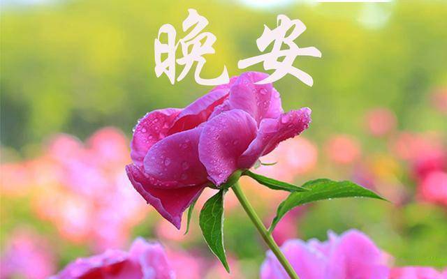 晚安心语:用自己的双手去创造生活,用辛勤的汗水实现人生的梦想