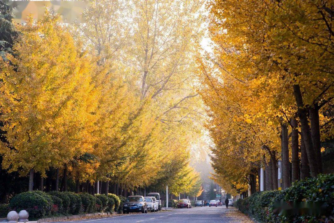 宿迁市城市道路行道树选用相关工作规范